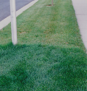 Picture of lawn